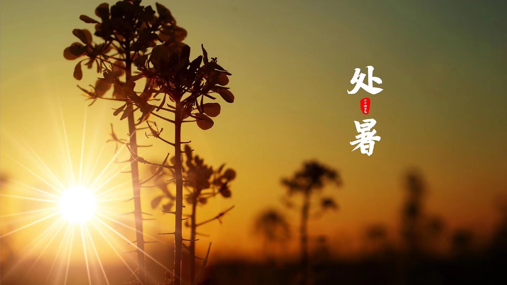 處暑 | 熱熟谷，粒實(shí)鼓